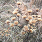 Vernonia missurica - Missouri Ironweed - 3" Pot