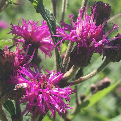 Vernonia missurica - Missouri Ironweed - 38 Plug Tray