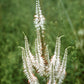 Veronicastrum virginicum - Culver's Root