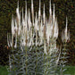 Veronicastrum virginicum - Culver's Root - 3" Pot