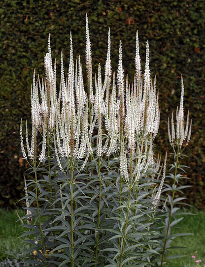 Veronicastrum virginicum - Culver's Root