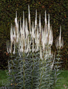 Veronicastrum virginicum - Culver's Root