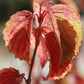 Viburnum dentatum - Arrowwood Viburnum