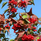 Viburnum trilobum - Highbush Cranberry - 38 Plug Tray