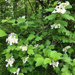 Viburnum trilobum - Highbush Cranberry - 38 Plug Tray