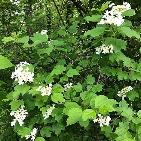 Viburnum trilobum - Highbush Cranberry - 38 Plug Tray