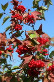 Viburnum trilobum - Highbush Cranberry - 38 Plug Tray