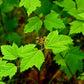 Viburnum acerfolium - Maple Leaf Viburnum