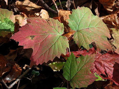Viburnum acerfolium - Maple Leaf Viburnum