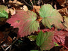 Viburnum acerfolium - Maple Leaf Viburnum