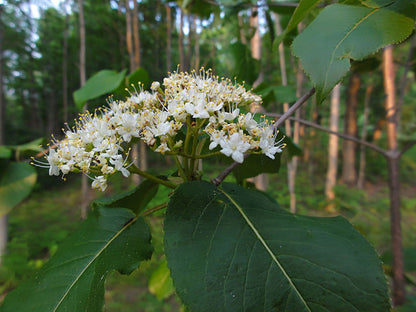 Viburnum lentago - Nannyberry Viburnum