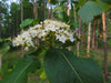Viburnum lentago - Nannyberry Viburnum