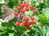 Viburnum trilobum - Highbush Cranberry