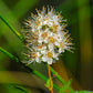 Spiraea alba - Meadowsweet - 38 Plug Tray