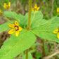 Lysimachia quadrifolia - Whorled Loosestrife - 38 Plug Tray