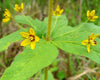 Lysimachia quadrifolia - Whorled Loosestrife - 3" Pot