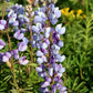 Lupinus perennis - Wild Lupine - 32 Pot Tray