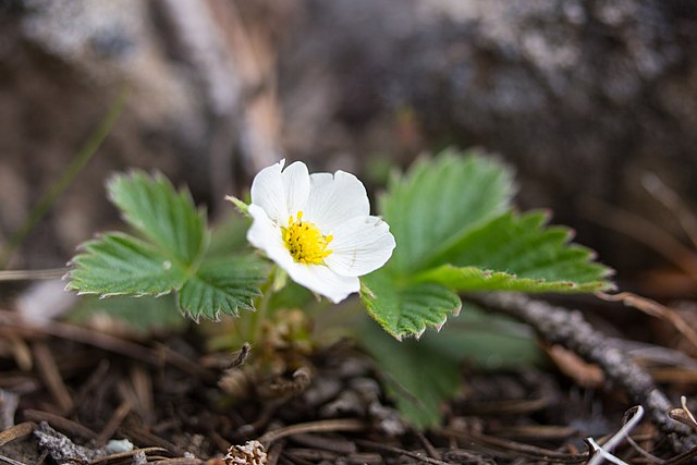 Fragaria virginiana - Wild Strawberry - 3