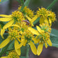 Verbesina alternifolia - Wingstem - 38 Plug Tray