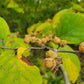 Hamamelis virginiana - Witch-hazel - 1 Gallon Pot