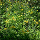 Zizia aurea - Golden Alexanders - 3" Pot