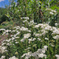 Achillea millefolium - Yarrow