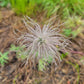 Anemone patens - Pasque Flower