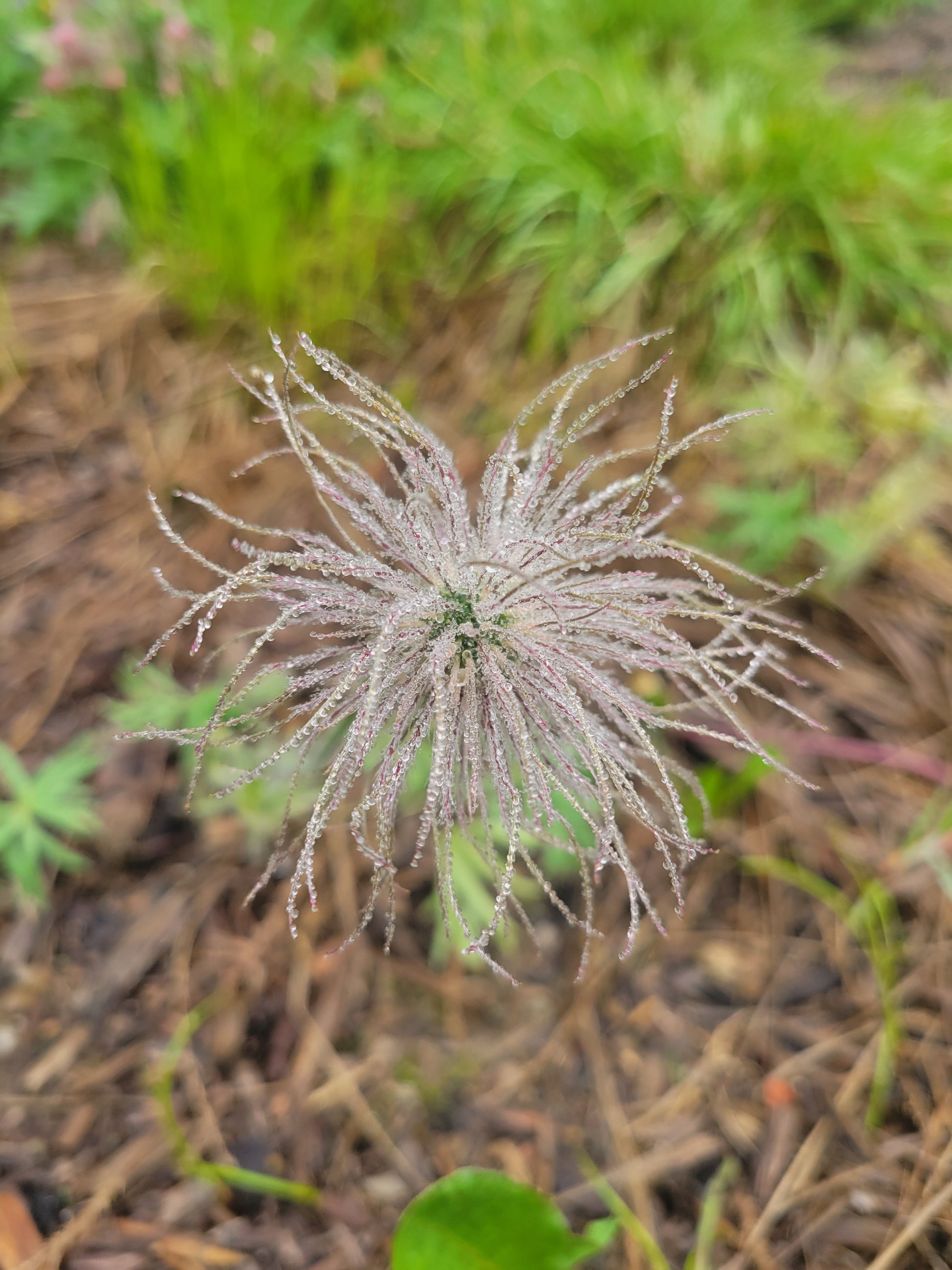 pasque flower seed Anemone patens