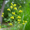 Baptisia tinctoria - Small Yellow Wild Indigo