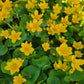 Caltha palustris - Marsh Marigold
