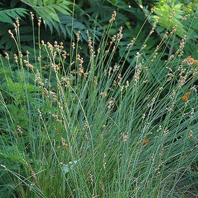 Carex bicknellii - Copper Shouldered Oval Sedge