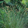 Carex bicknellii - Copper Shouldered Oval Sedge - 38 Plug Tray