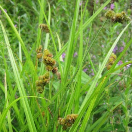 Carex cristatella - Crested Oval Sedge - 3" Pot