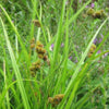 Carex cristatella - Crested Oval Sedge - 38 Plug Tray
