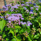 Conoclinium coelestinum - Mistflower