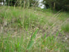 Panicum oligosanthes var. scribnerianum - Scribner's Panic Grass