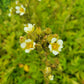 Drymocallis arguta - Prairie Cinquefoil