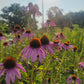 Echinacea purpurea - Purple Coneflower