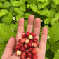 Fragaria virginiana - Wild Strawberry