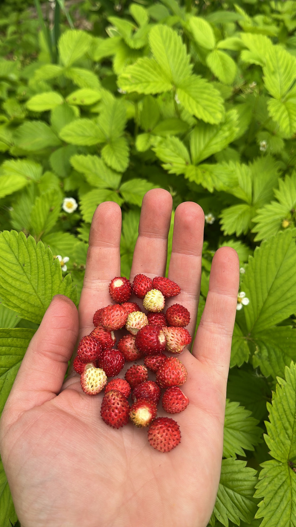 fragvir-strawberries_1000x.jpg