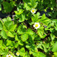 Fragaria virginiana - Wild Strawberry