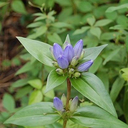 Gentiana andrewsii - Bottle Gentian - 38 Plug Tray