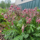 Geum triflorum - Prairie Smoke