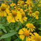 Helenium autumnale - Sneezeweed - 38 Plug Tray