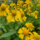 Helenium autumnale - Sneezeweed