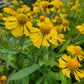 Helenium autumnale - Sneezeweed - 38 Plug Tray