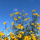 Helianthus giganteus - Tall Sunflower