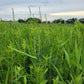 Lespedeza capitata - Round Headed Bushclover