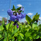 Mertensia virginica - Virgina Bluebells