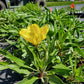 Oenothera macrocarpa - Missouri Evening Primrose